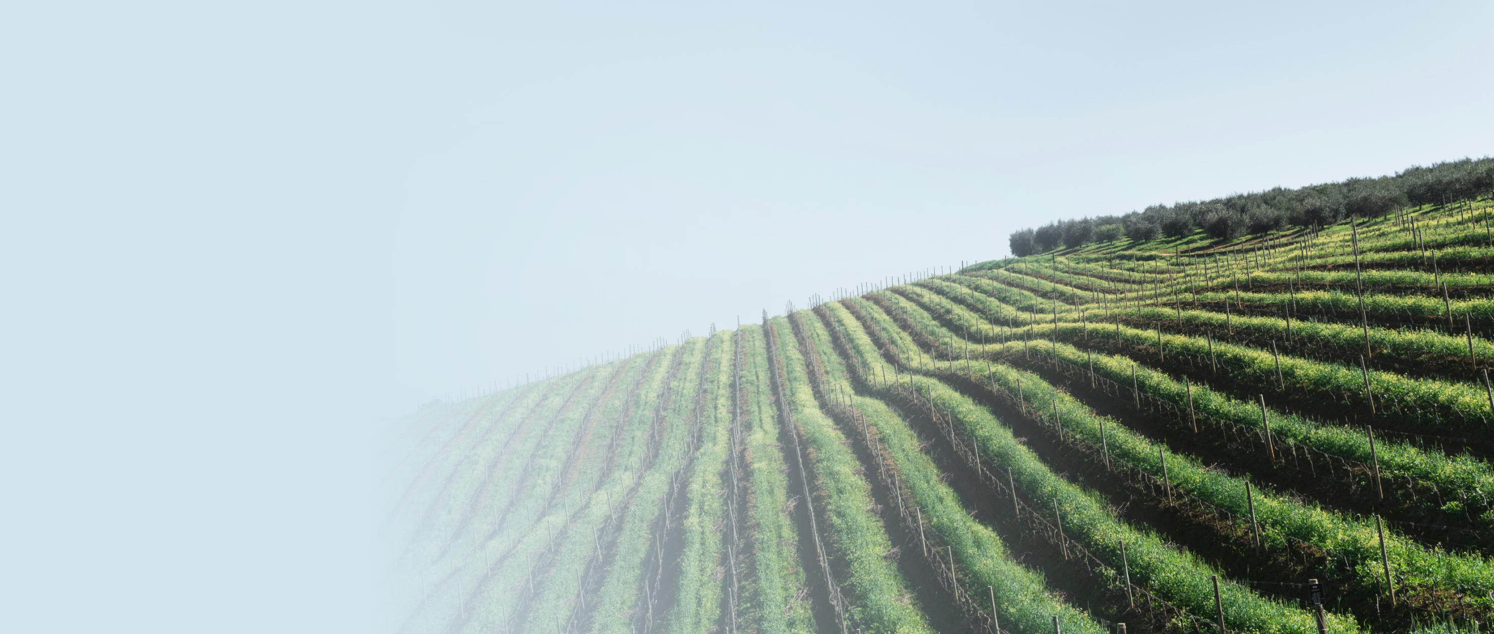 Регулярные дегустации