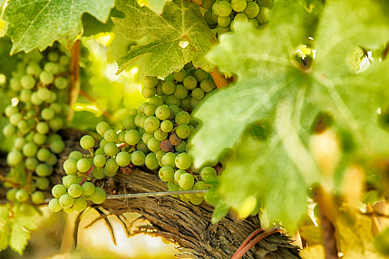 Проведение выездных мероприятий (дегустаций)